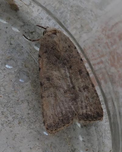 Réf. 255 076 : Caradrina clavipalpis